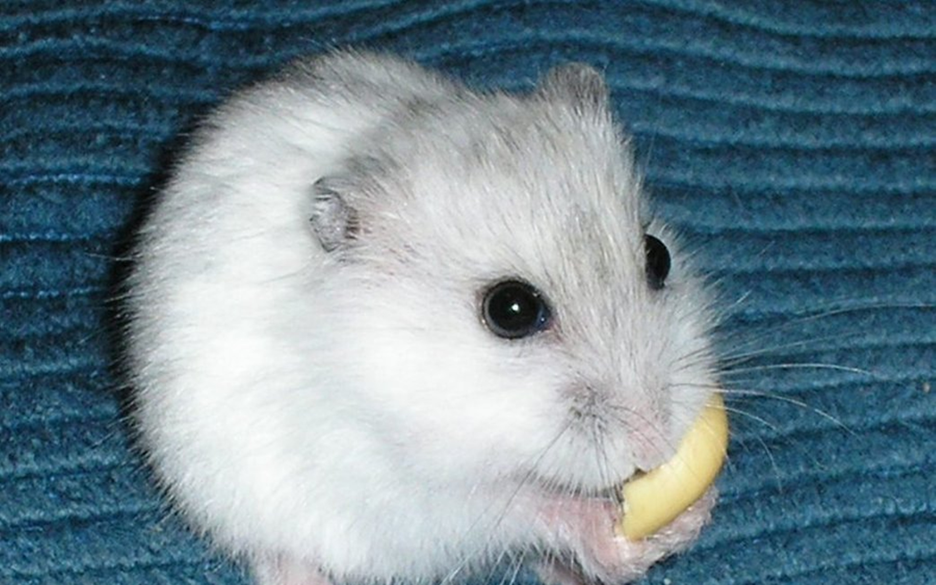 Funny Hamster Wallpapers WallpaperSafari