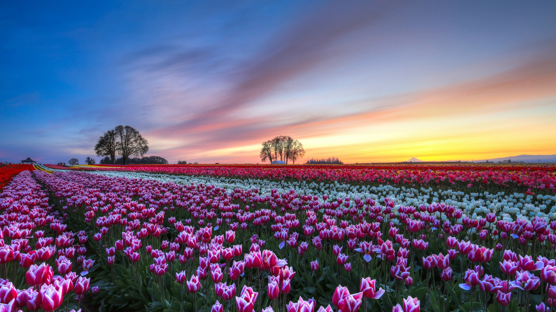 Wallpaper Tulips Flower Field Evening Sunset Colorful Scenery HD Picture Image