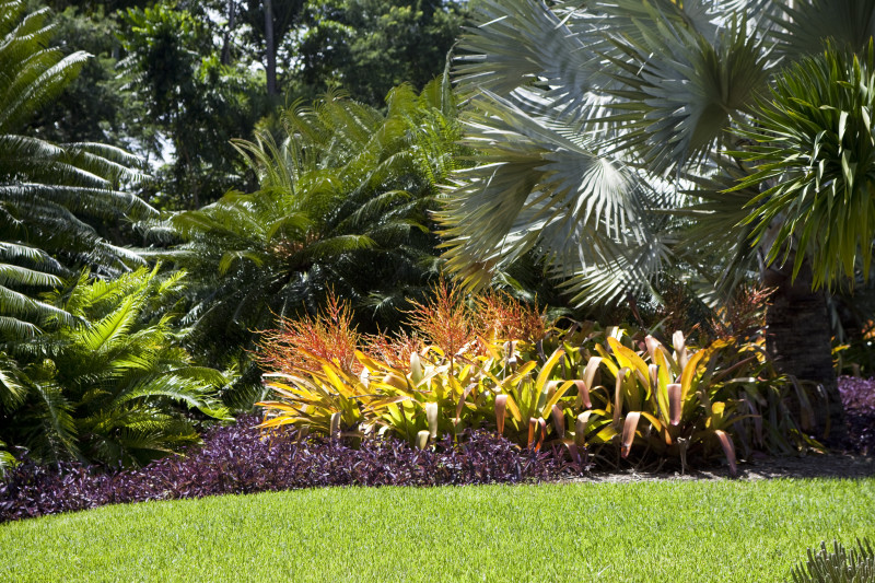 Tropical Plants For Landscaping Landscape