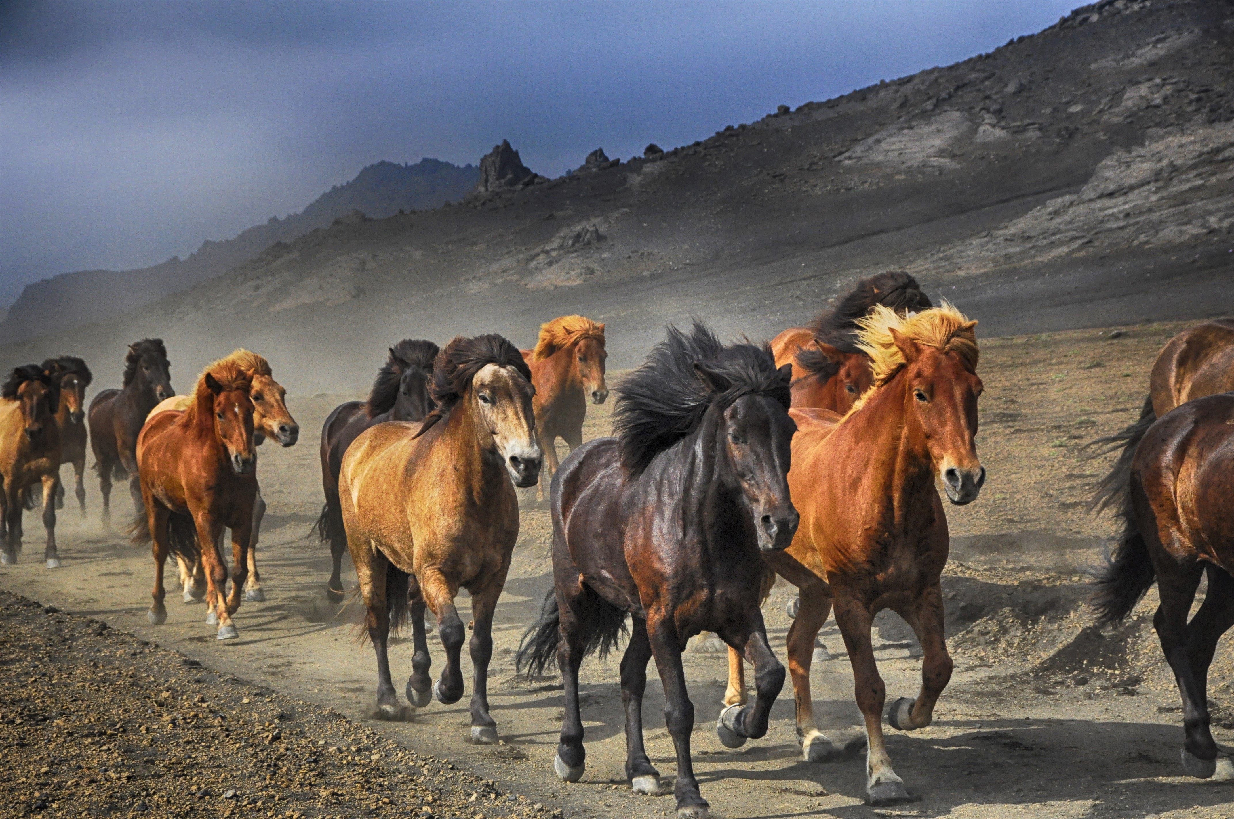 Herd Of Horses 4k Ultra HD Wallpaper Background Image