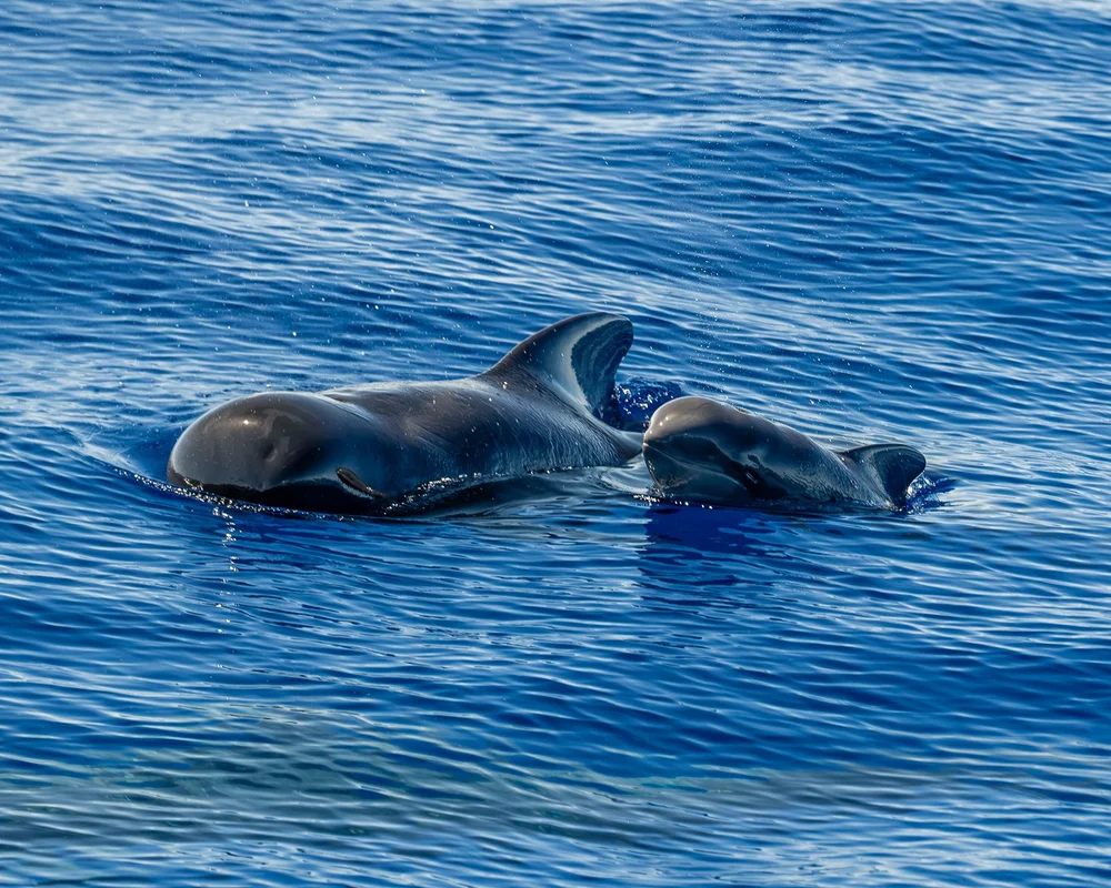 Pilot Whales Wallpaper