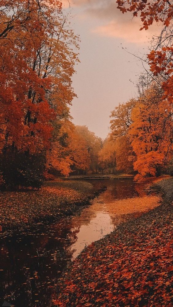 Amazing Fall Wallpaper Background For iPhone Autumn