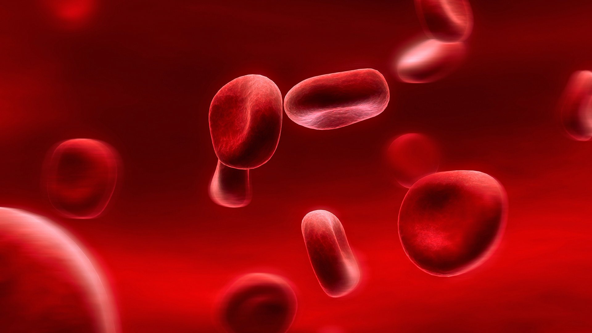 Red Blood Cells HD Wallpaper