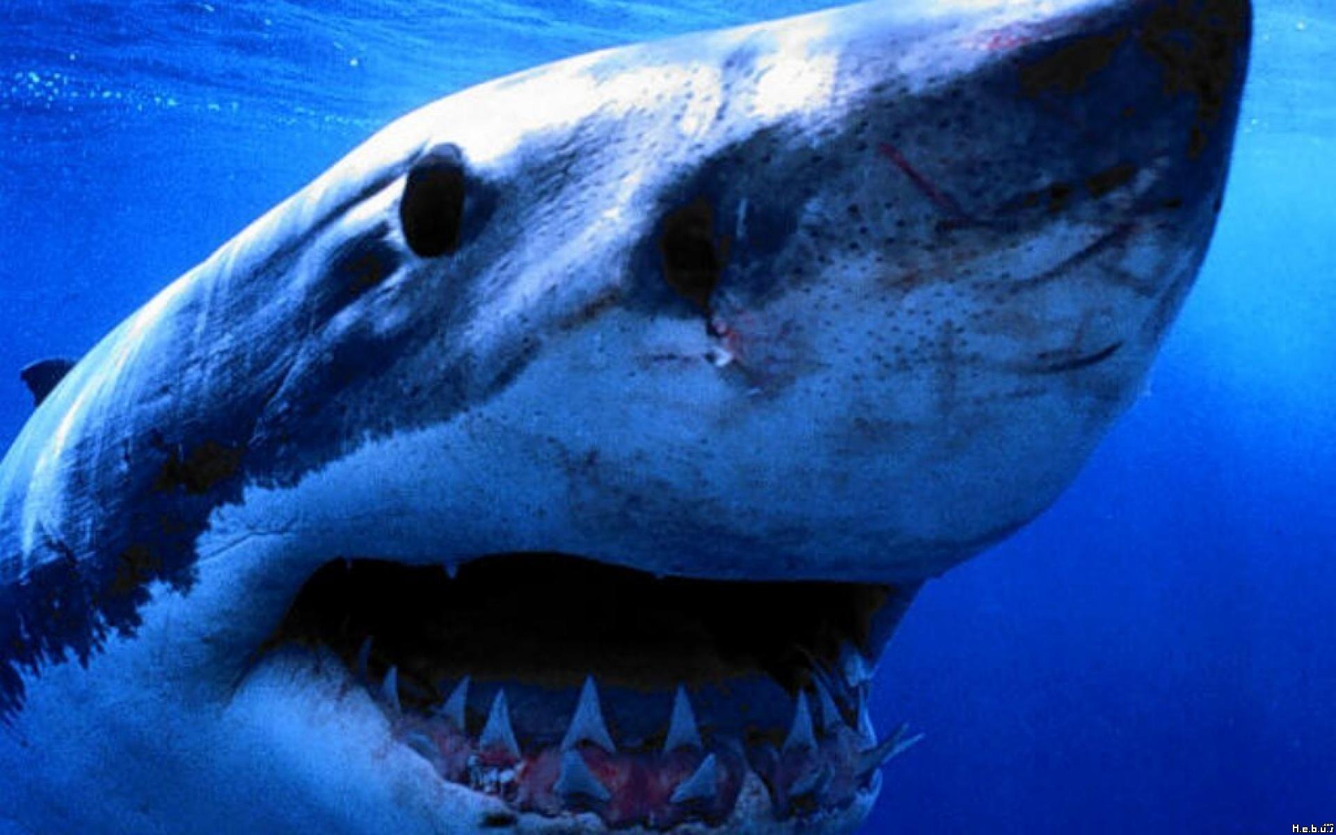 Great White Wallpaper   HD Wallpapers and Pictures