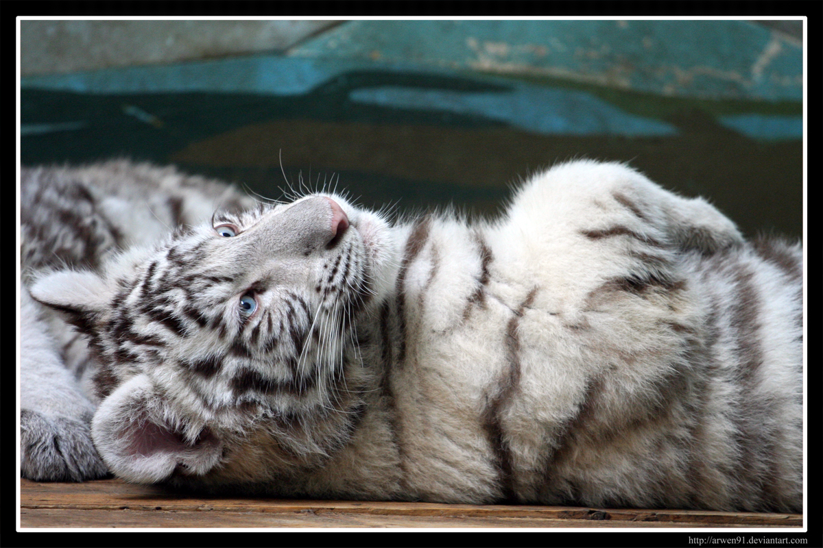 Tiger Wallpaper White Cub