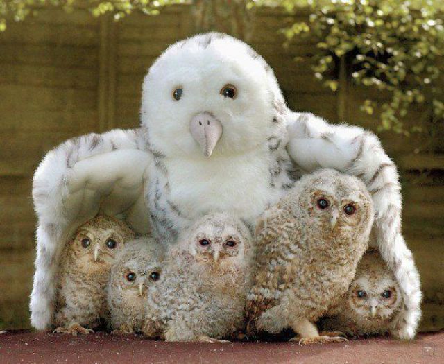 Baby Owls With Plush Substitute Mother Funny Pictures Of Animals