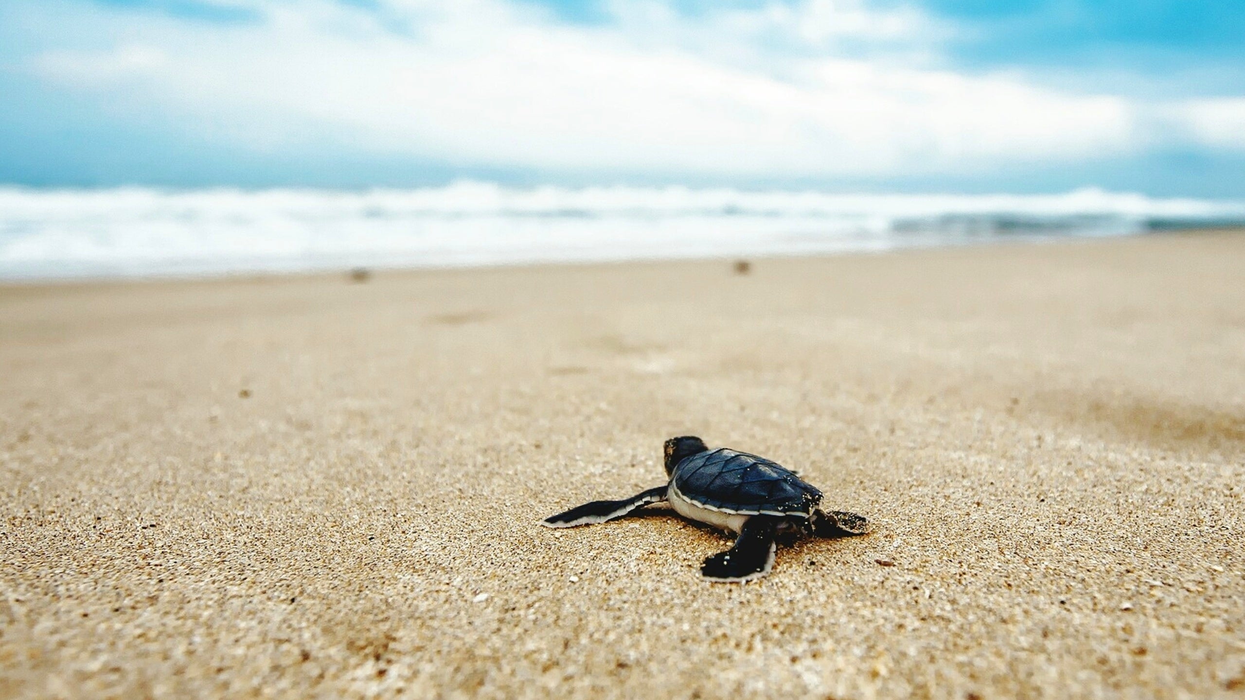 Turtle In The Sand HD Wallpaper
