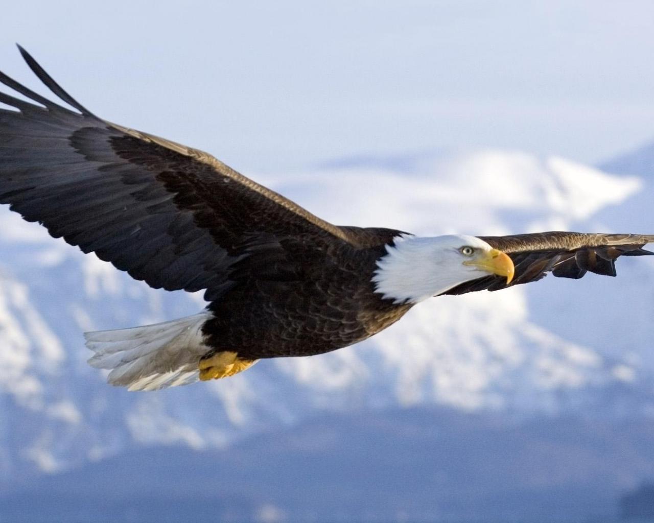 Bald Eagle High Quality And Resolution Wallpaper