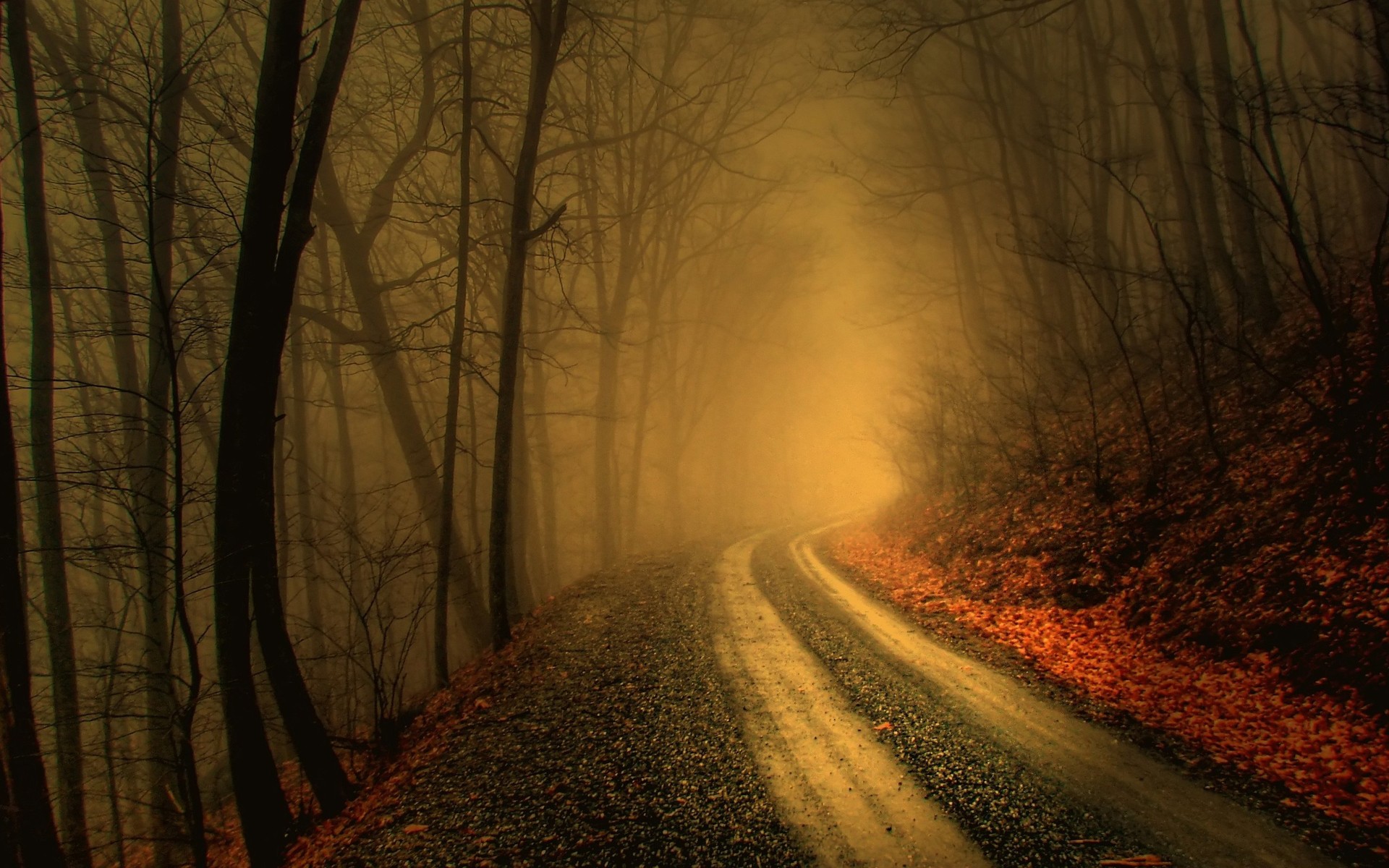 Foggy Road In Dark Forest HD Wallpaper