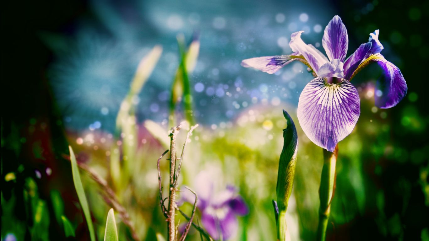 Superb Flower Photography Wallpaper In Resolutions