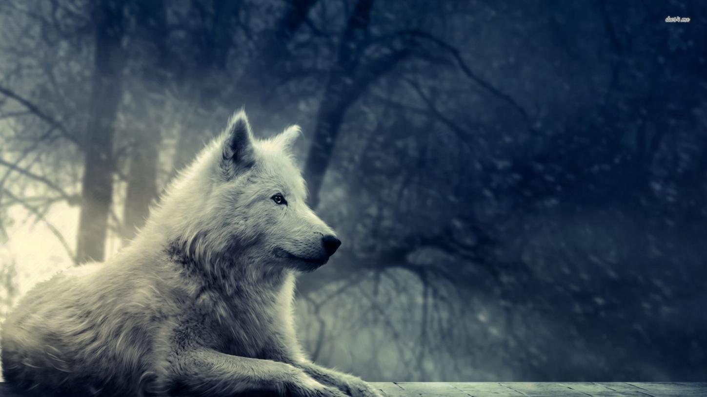 Galaxy Wolf Wallpaper Image Pictures Becuo