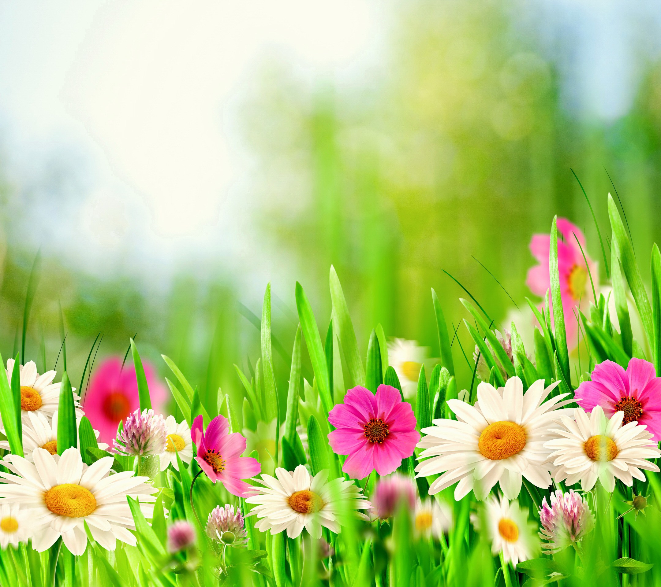 Spring Meadow HD Samsung Galaxy S5 Wallpaper