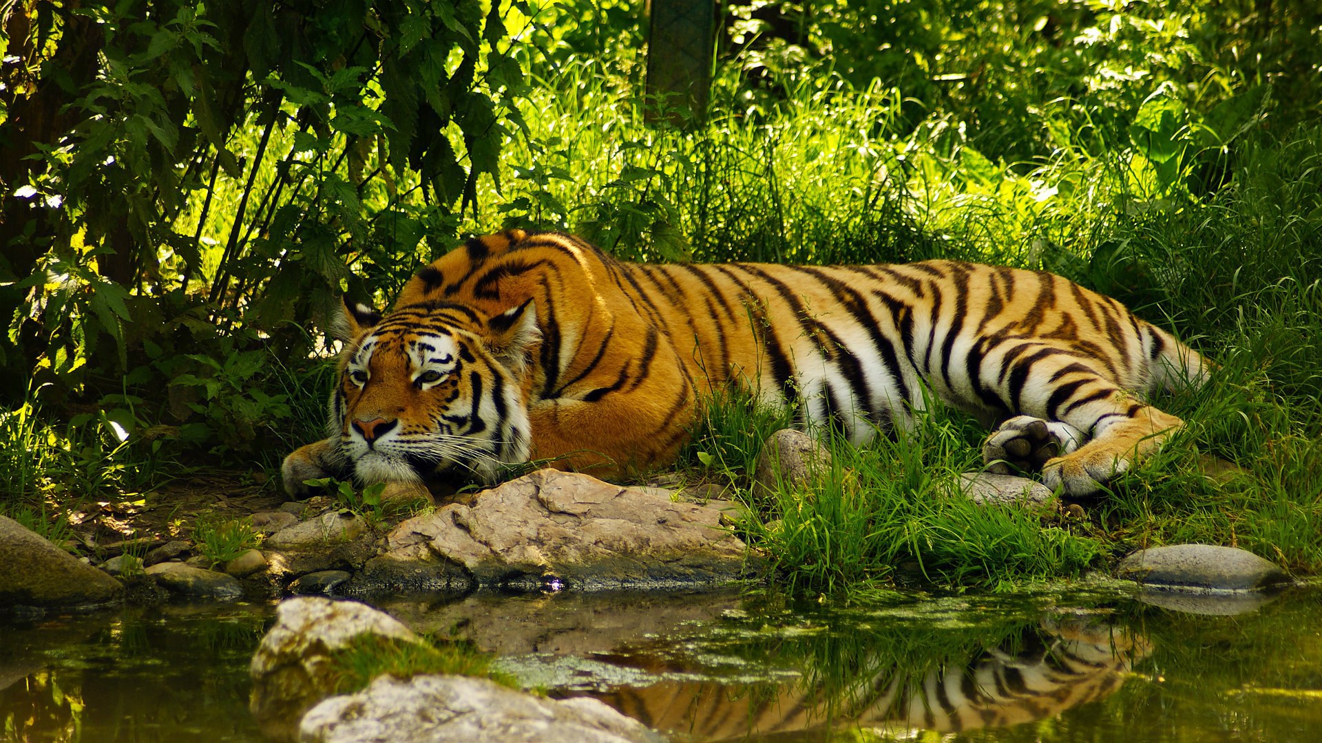 Pacified tiger near the water wallpapers and images