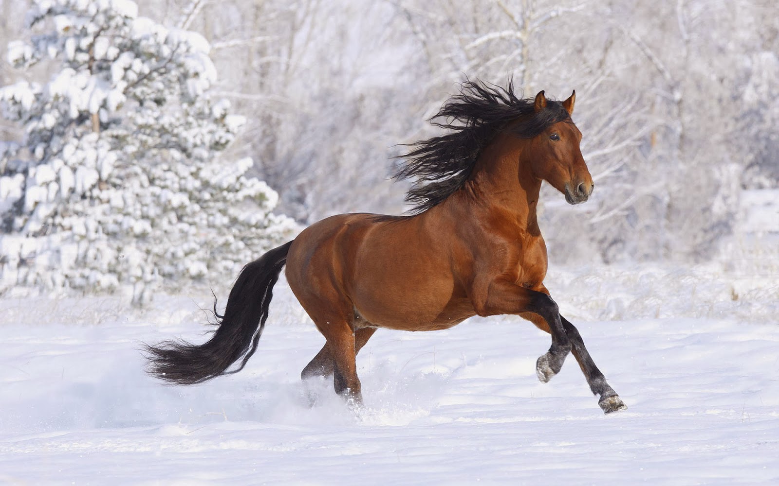 Hintergrundbilder Mit Pferd Im Schnee HD Winter Wallpaper