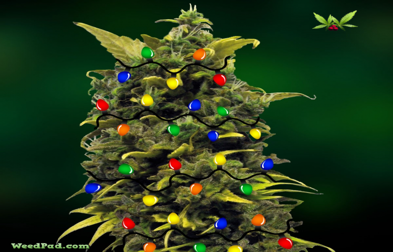 Marijuana Leaf Christmas Seamless Pattern Vector Stock Vector Royalty  Free 162486494  Shutterstock