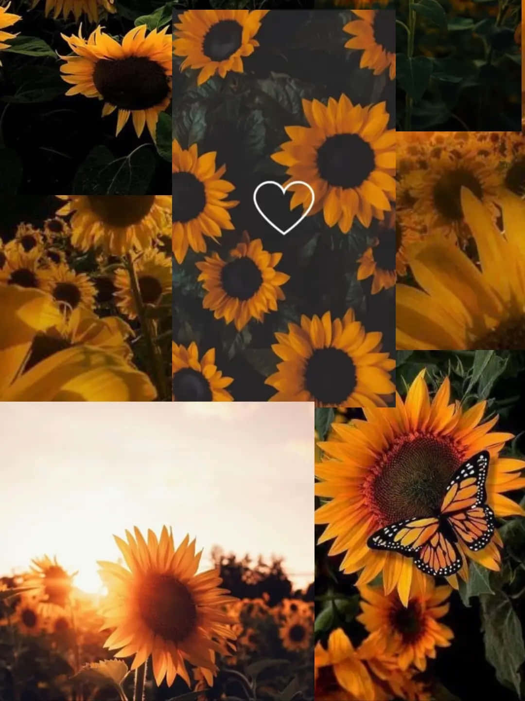 Sunflower And Butterfly Wallpaper