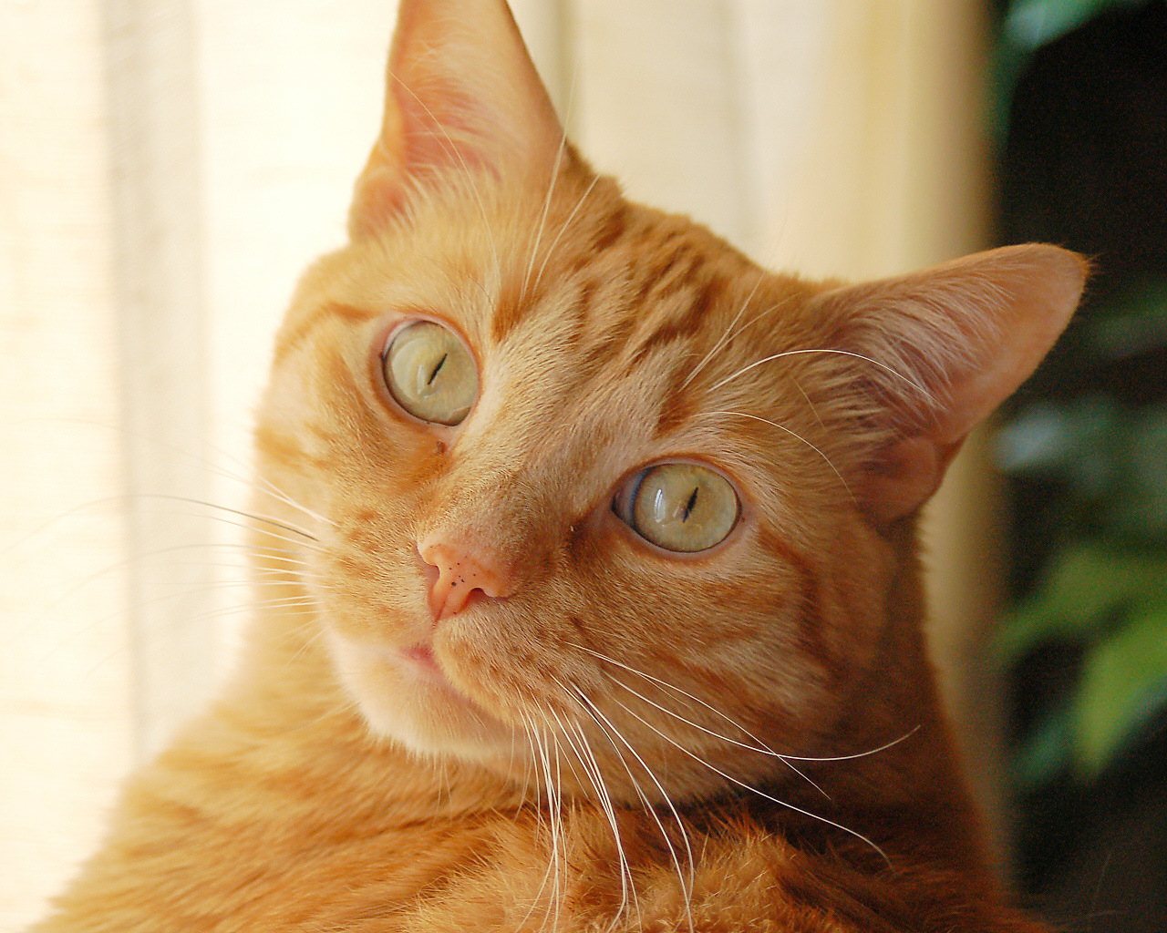 Cute orange cat free beautiful wallpaper download for your desktop or