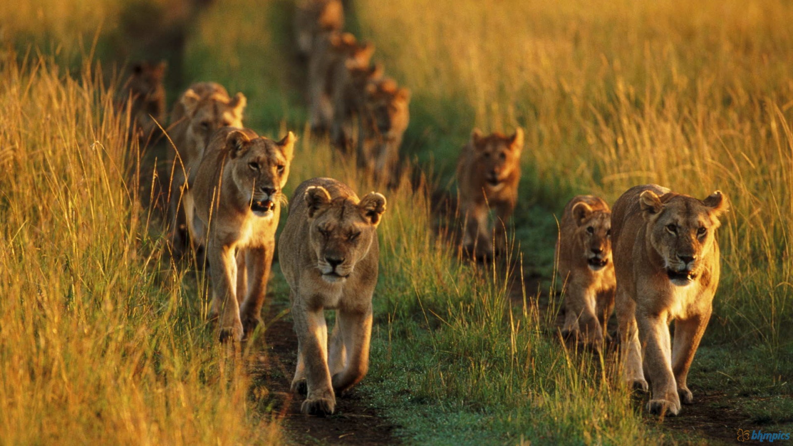 Lion Family Running In Lions HD Wallpaper Res