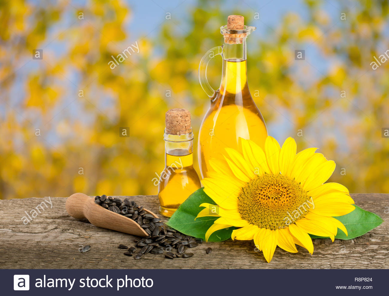 Sunflower Oil And Flower Isolated On White Background Stock Photo