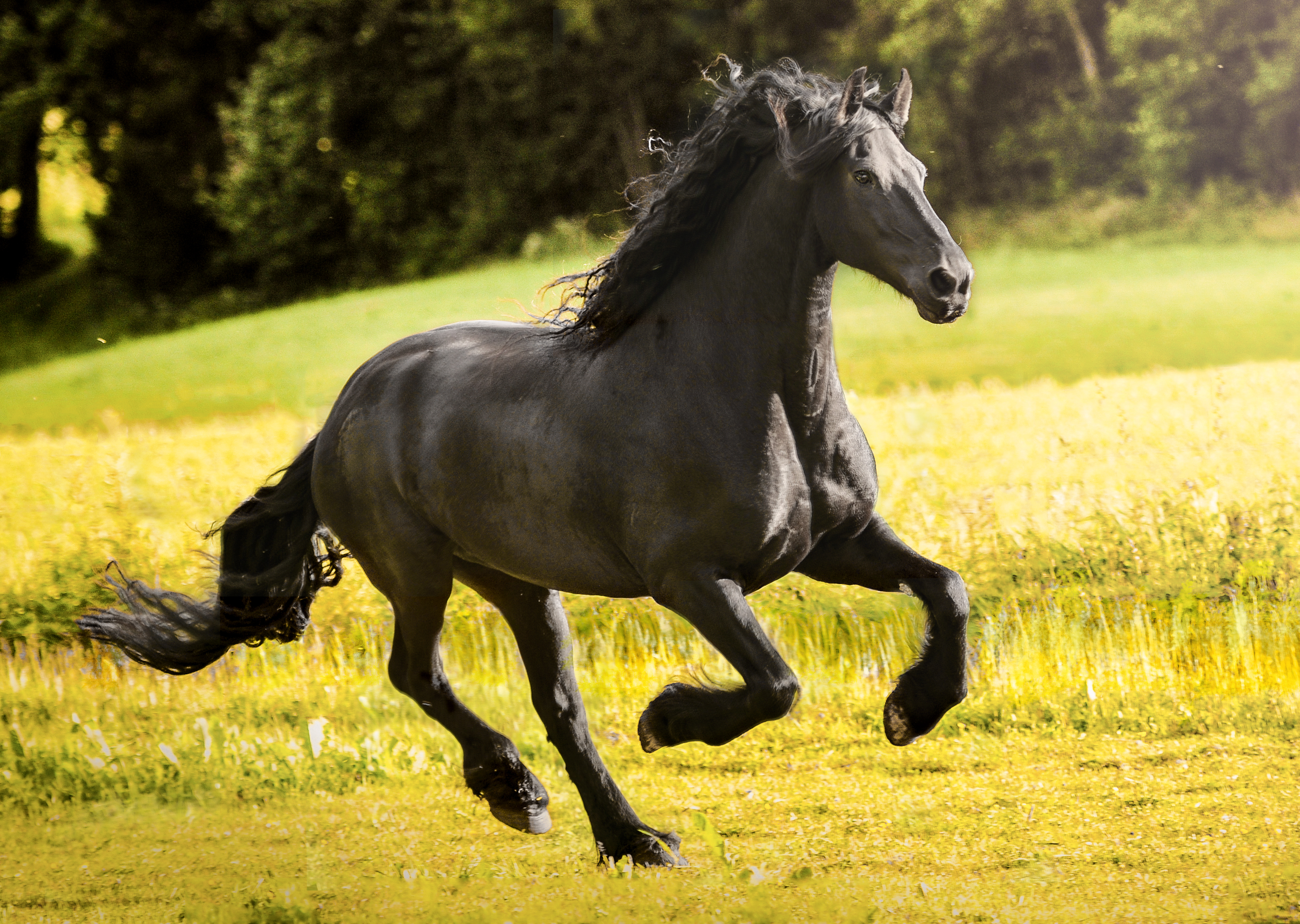 Galloping Wallpaper High Quality
