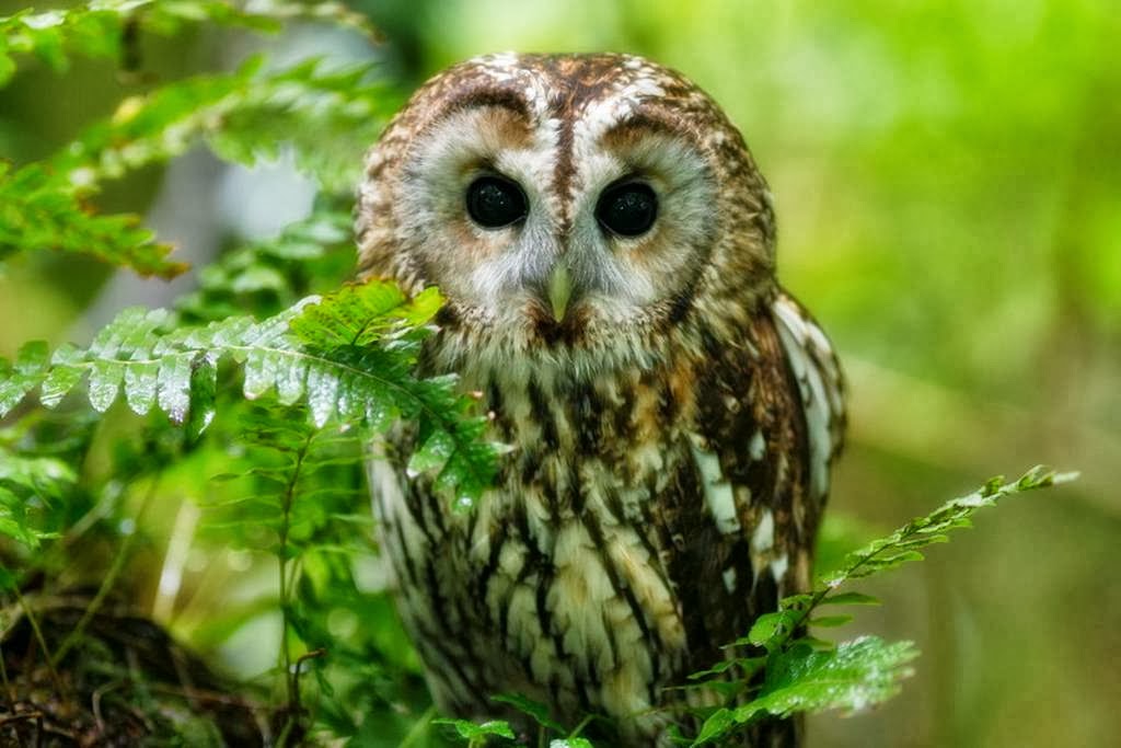 HD Owl Desktop Background Forest Wallpaper