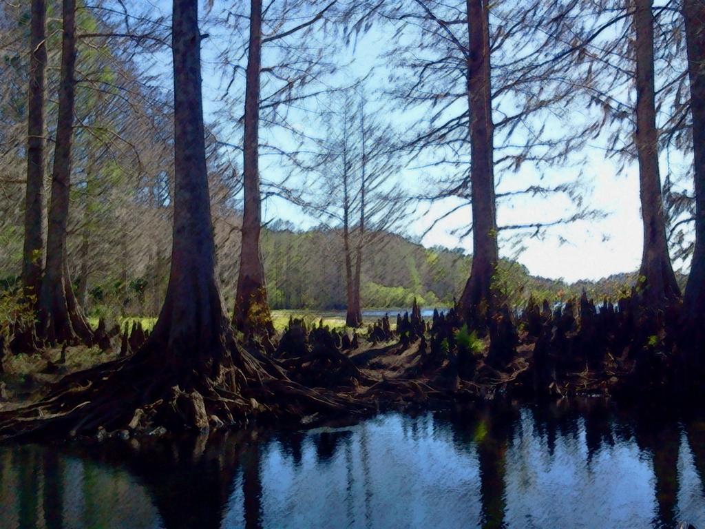 Wetland Swamp Background By Kageitachi