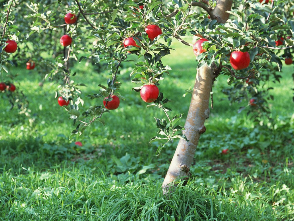 Photography Apples On Tree Fresh No Wallpaper