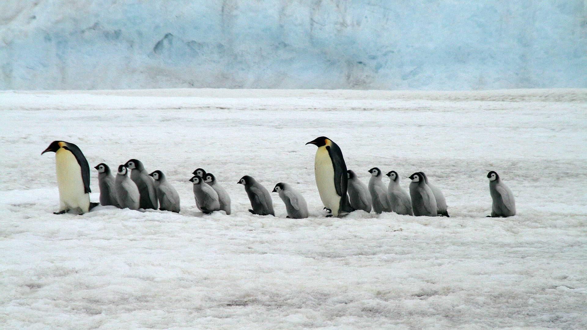 Emperor Penguins Antarctica Wildlife HD Wallpaper Stream