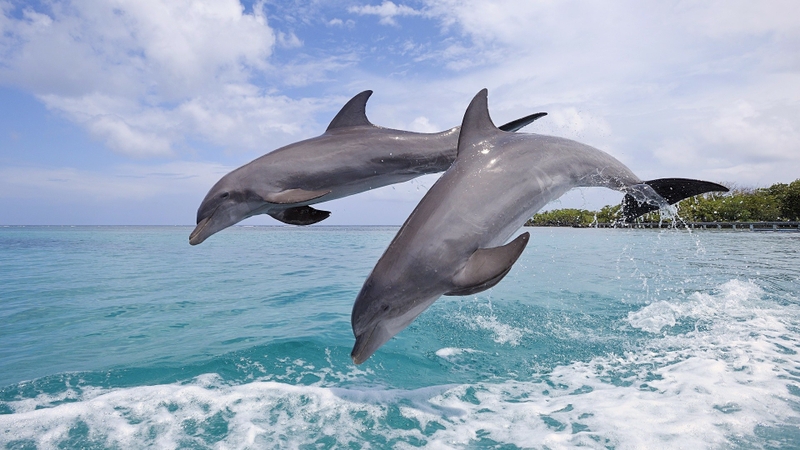 Animals Jumping Dolphins Bay Honduras Wallpaper