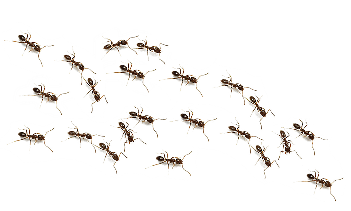 Png Ants Image Ant Dlpng
