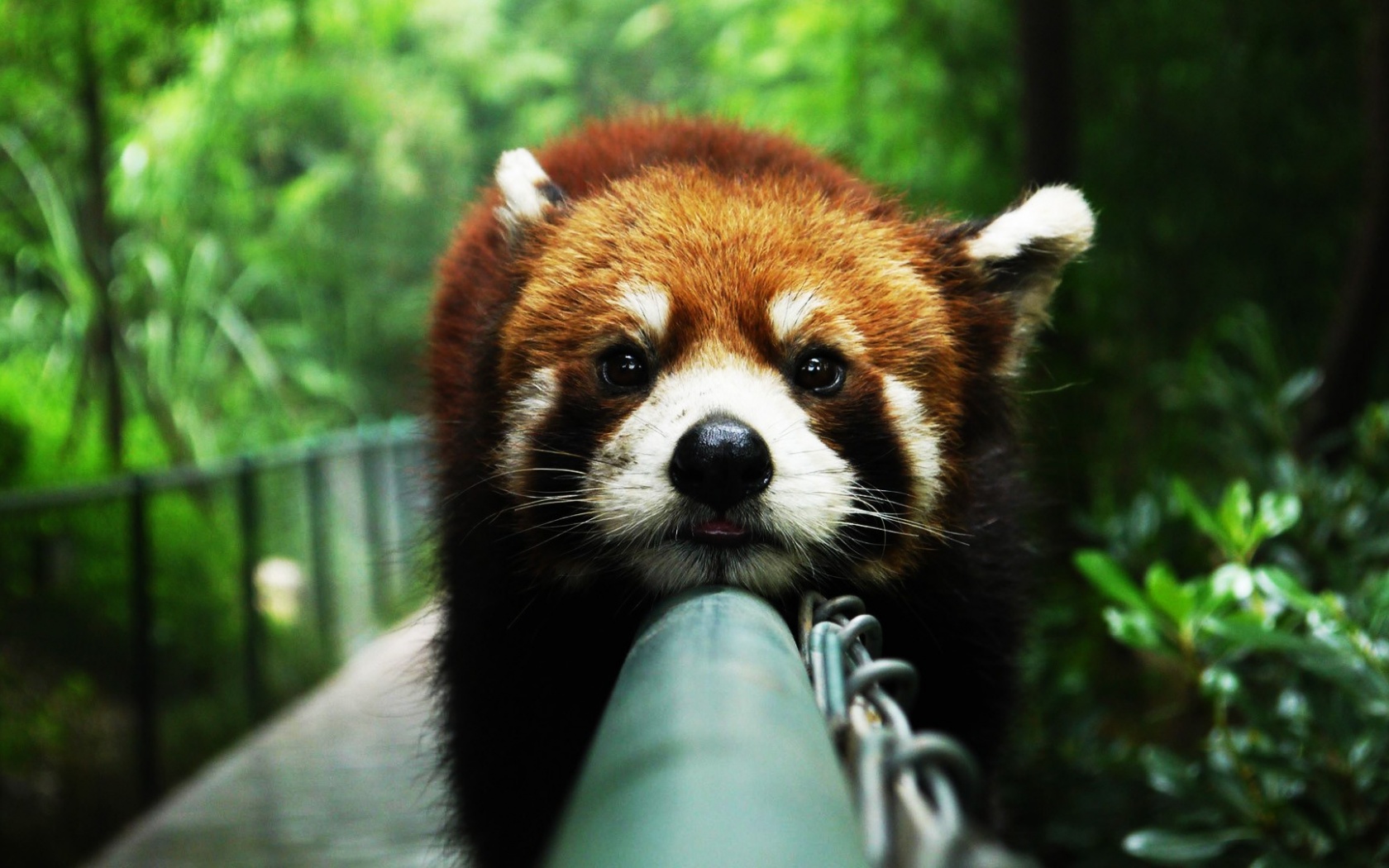 Wallpapertock Cute Red Panda Html