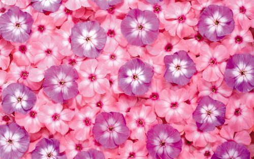 Flowers High Quality Wallpaper In The Language Of Lavender