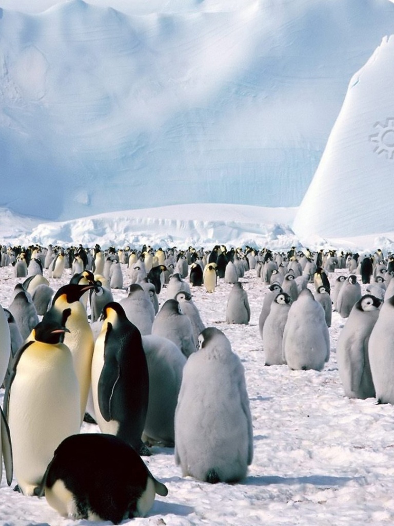 768x1024 Penguin penguins Ipad wallpaper