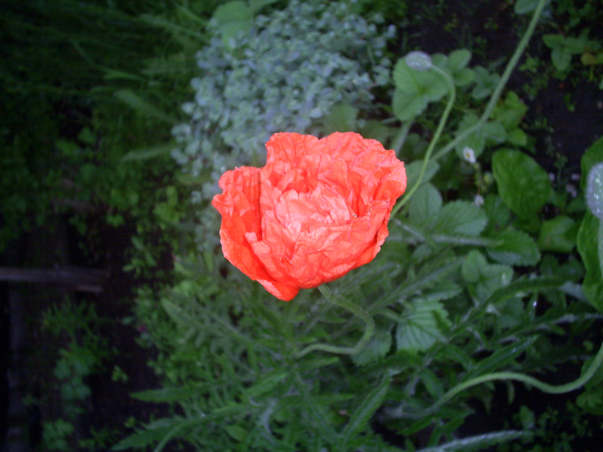 Divine Red Poppy Wallpaper And Image Pictures Photos