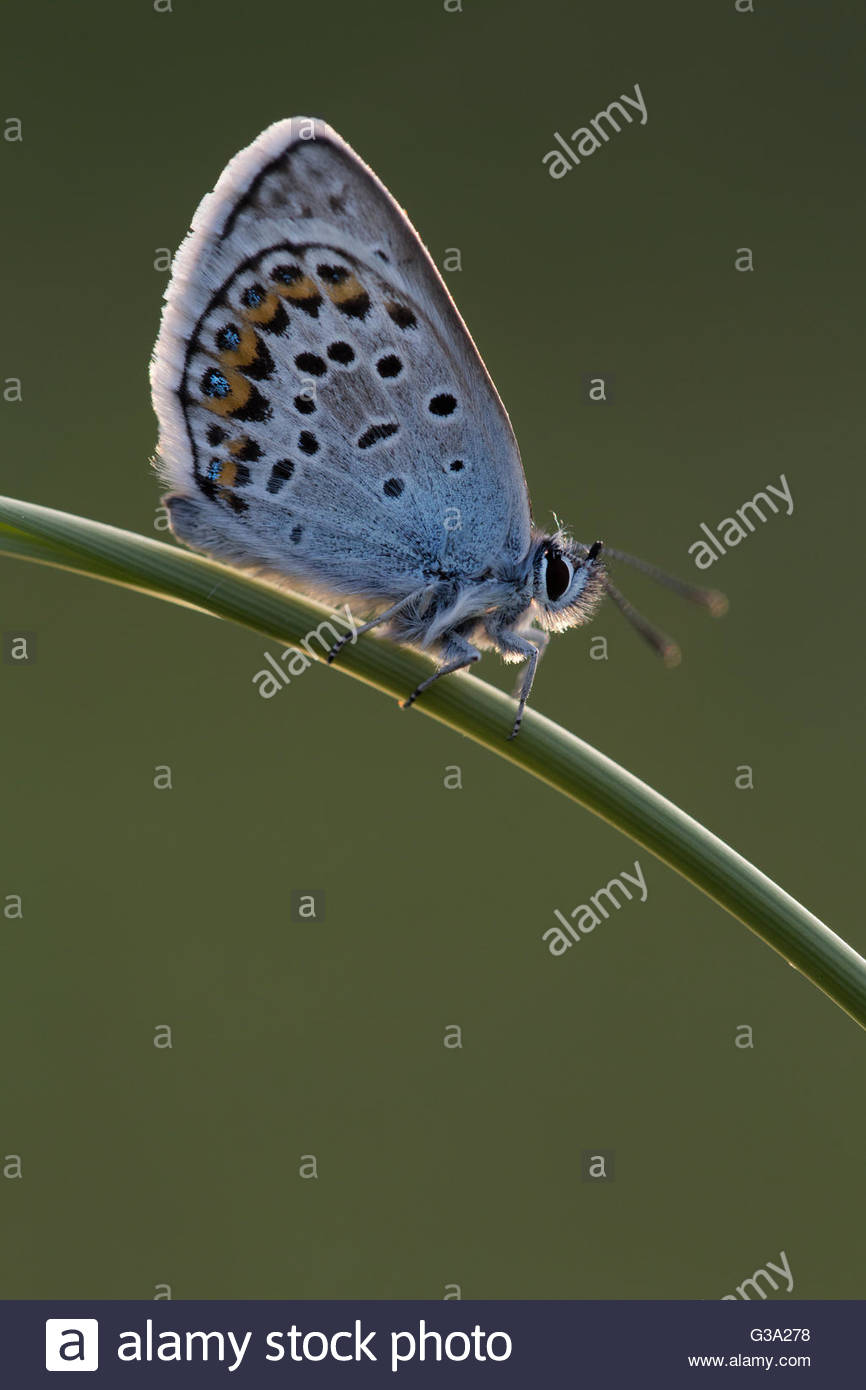 Silver Studded Blue Butterfly Plebejus Argus Male On Stem