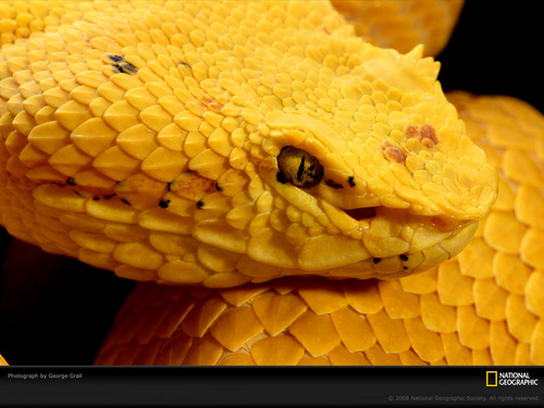Life In Color Yellow National Geographic Wallpaper