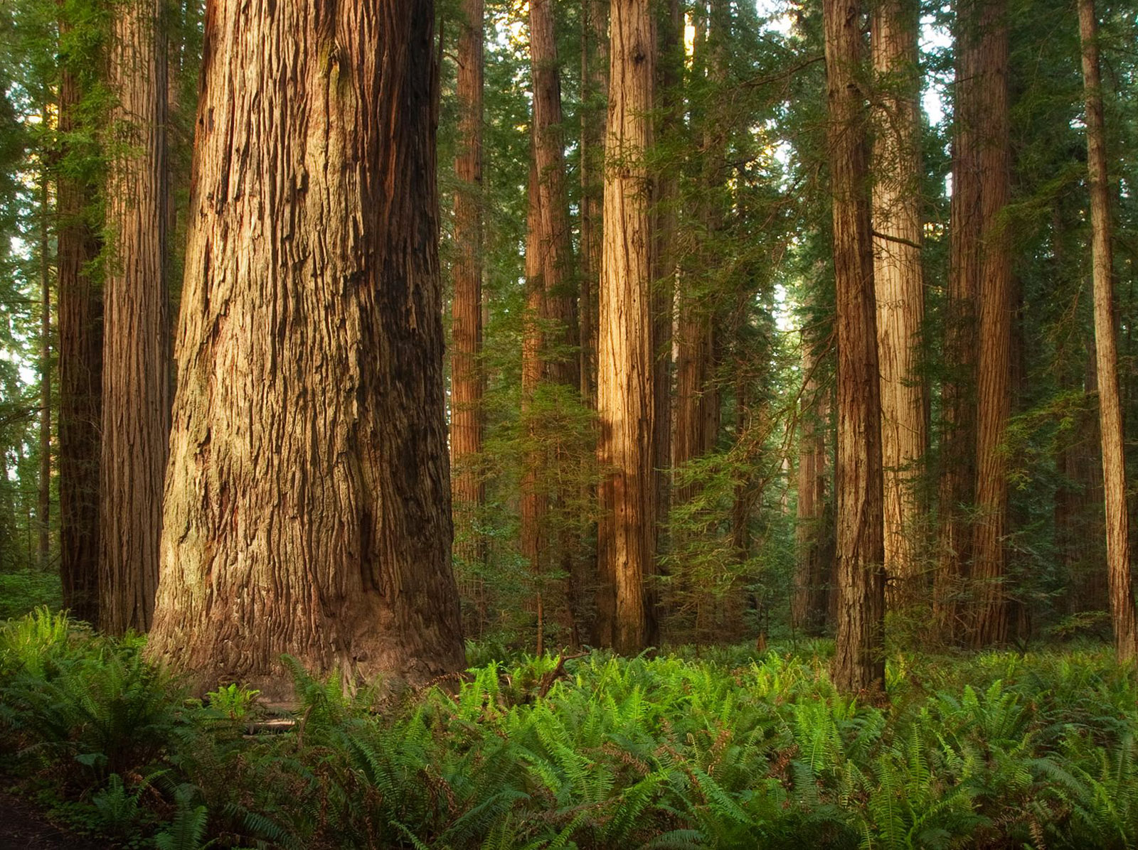 Amazing Wallpaper Of Redwood Forests To Calm Your Desktop
