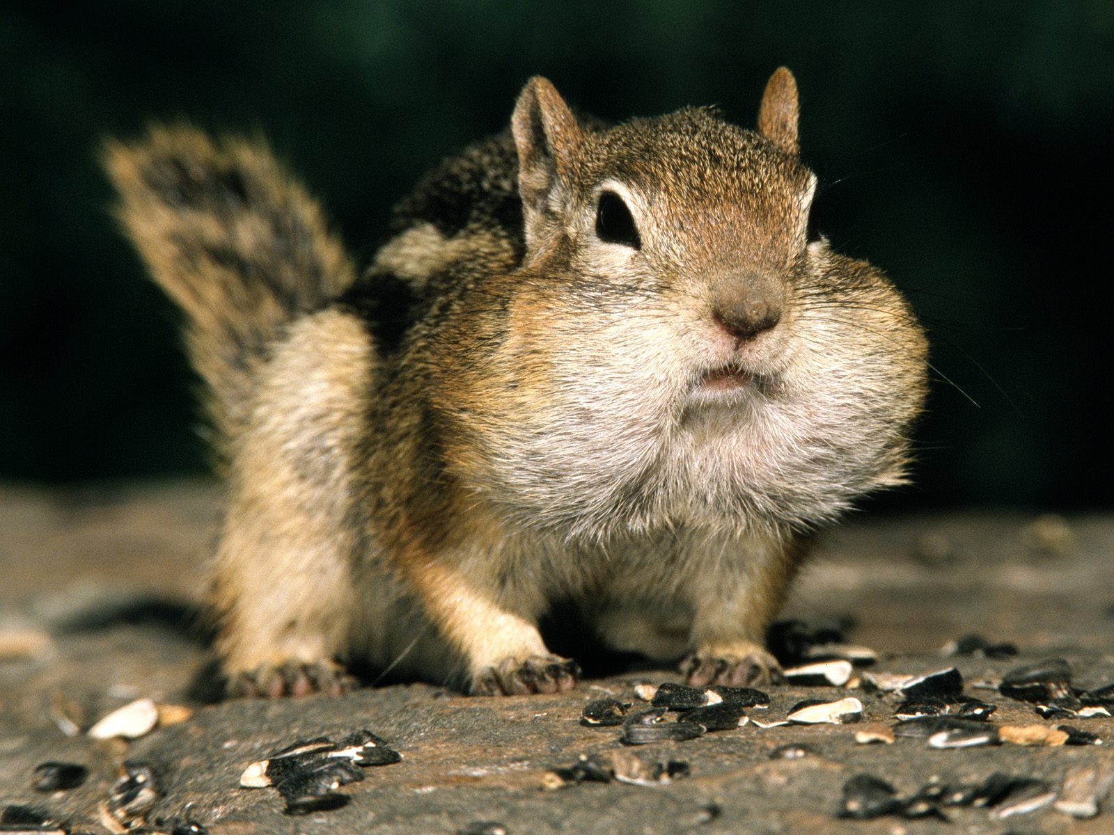 Apple Mac Desktop Wallpaper HD Funny Squirrel Little Animals