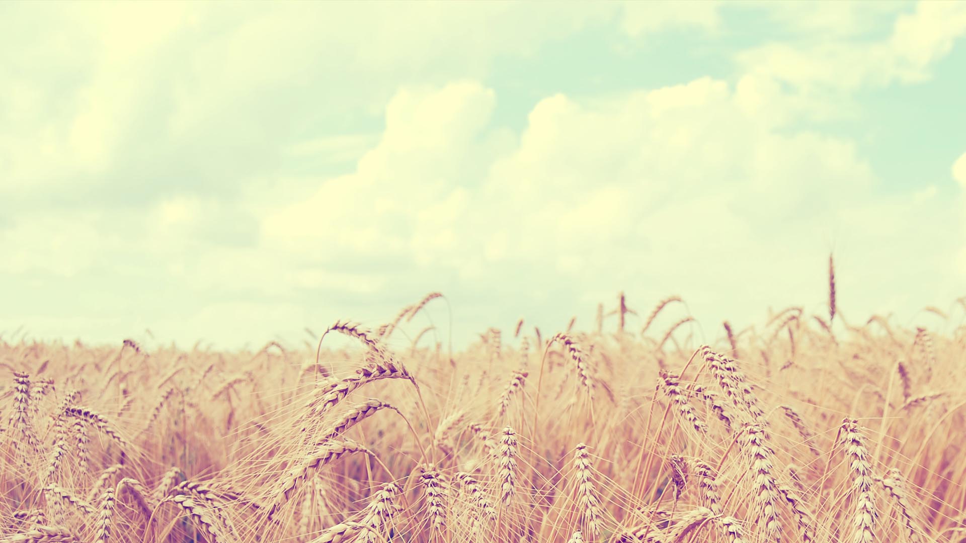Wheat Field Wallpaper Landscapes Nature