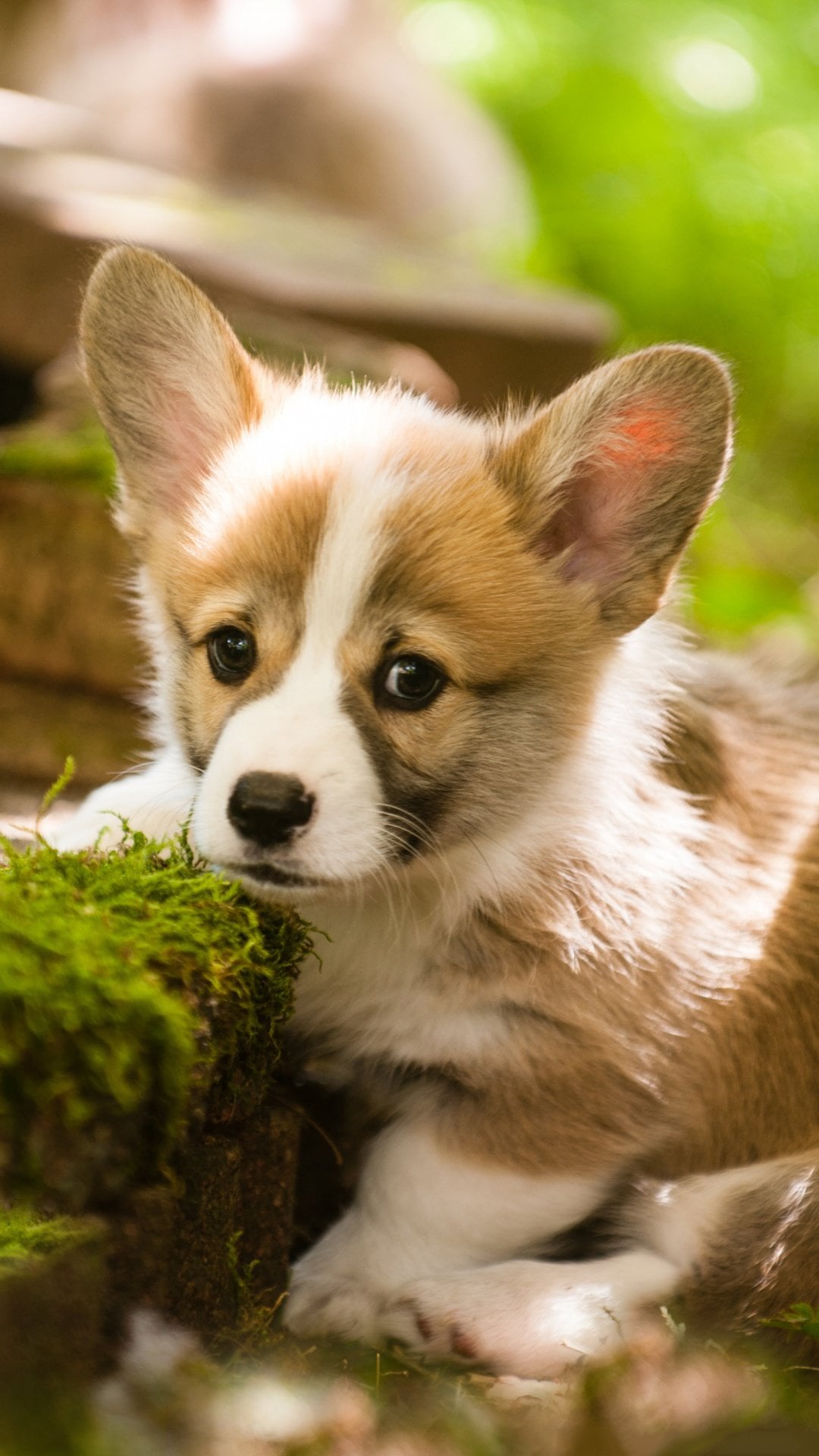 Corgi Wallpaper