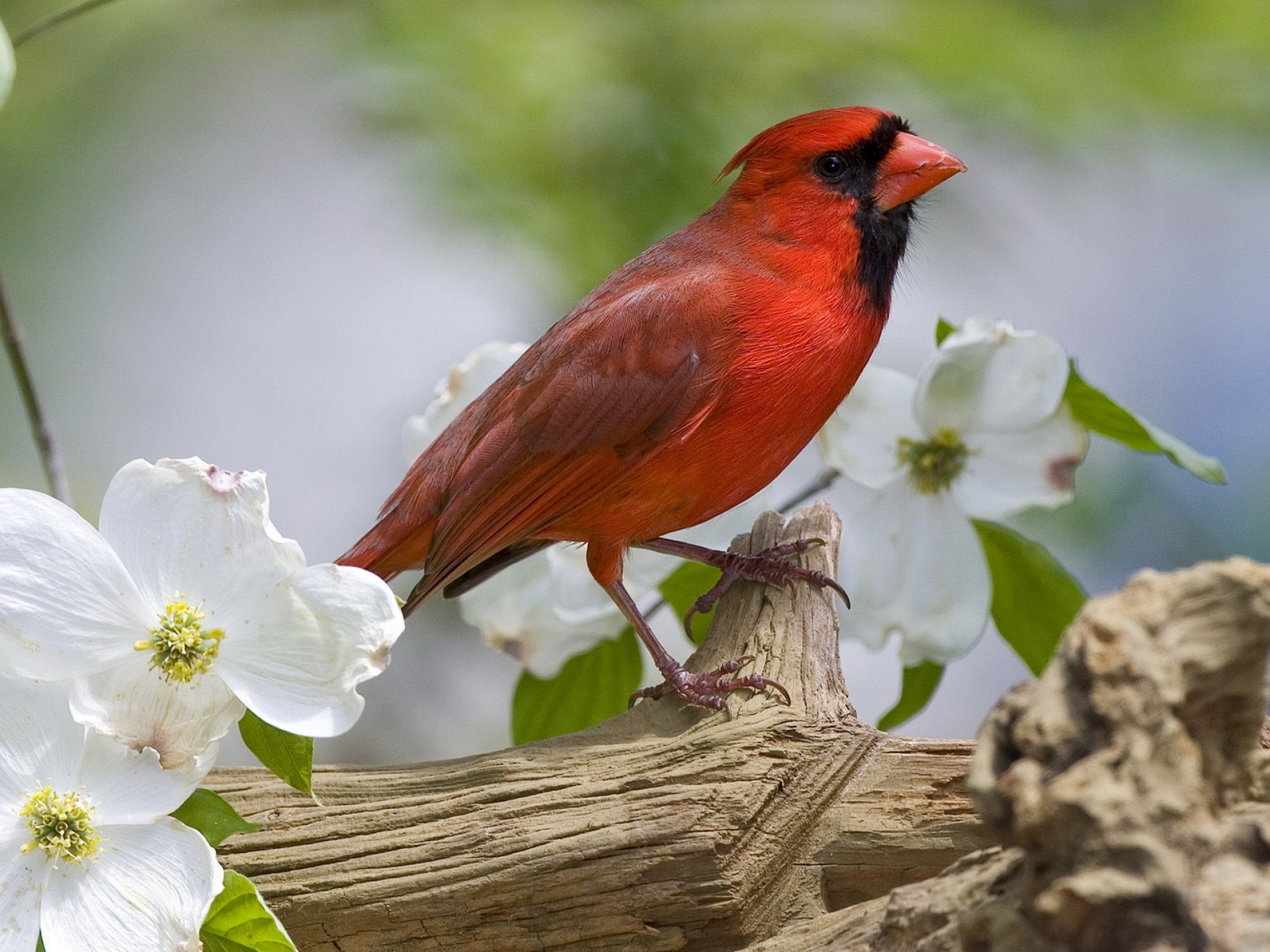 Red Cardinal On A Branch Wallpaper
