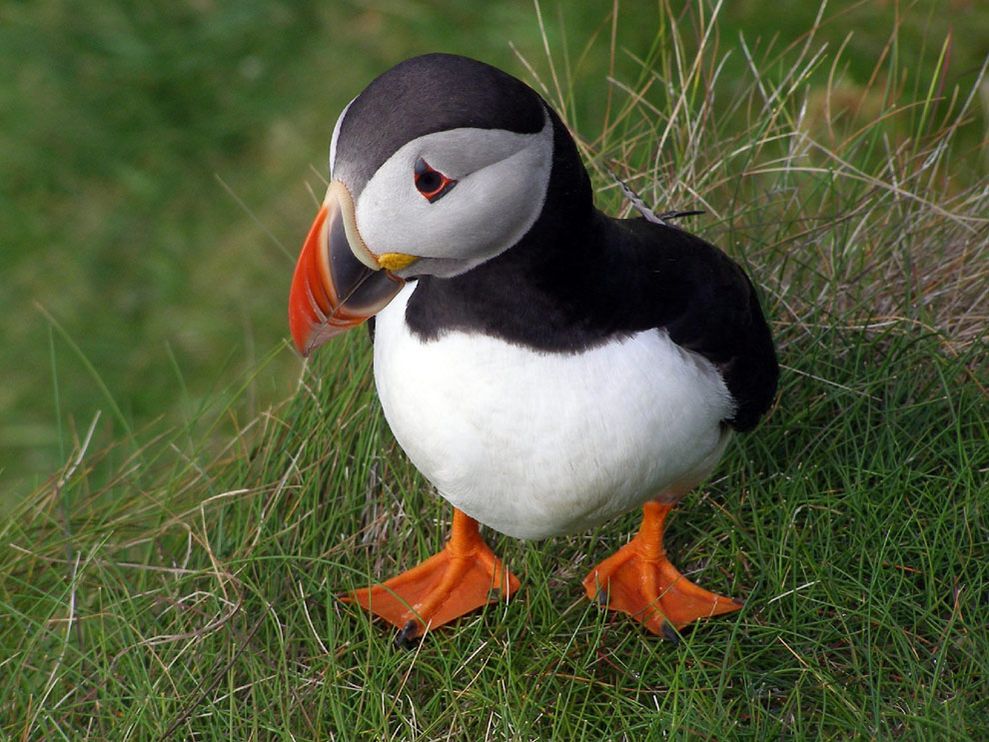 Photo A Puffin Standing In Grass