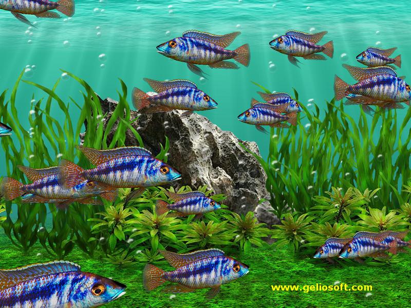 3d Screensaver And Wallpaper With Mylochromis Lateristriga Mchuse Fish