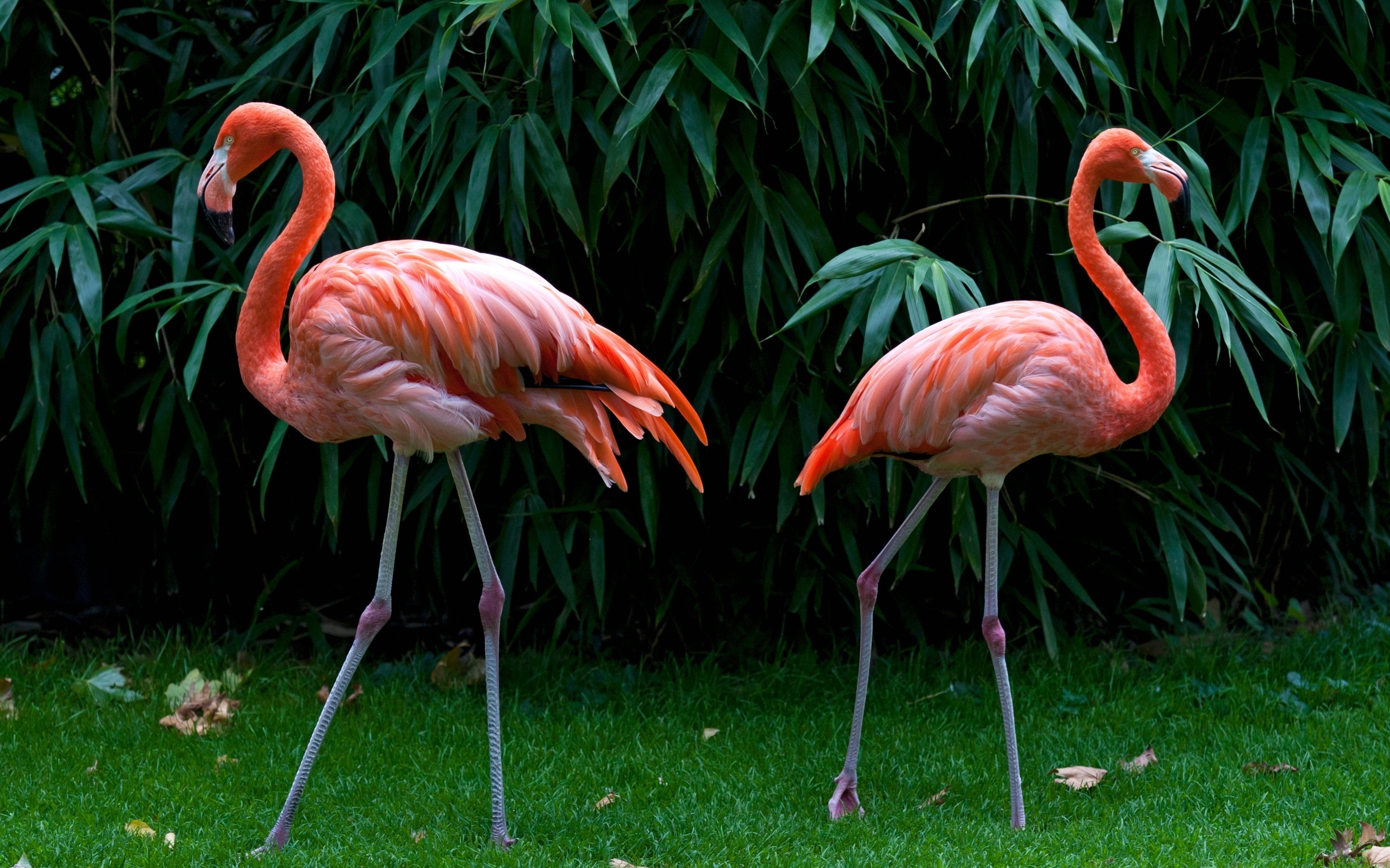 Animal Flamingo Wallpaper