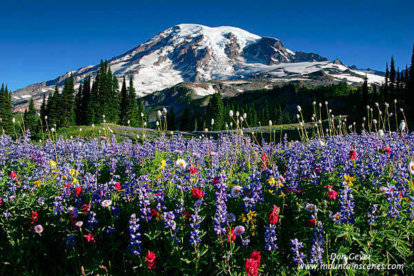 Mount Rainier Above Flowers Meadows National Park