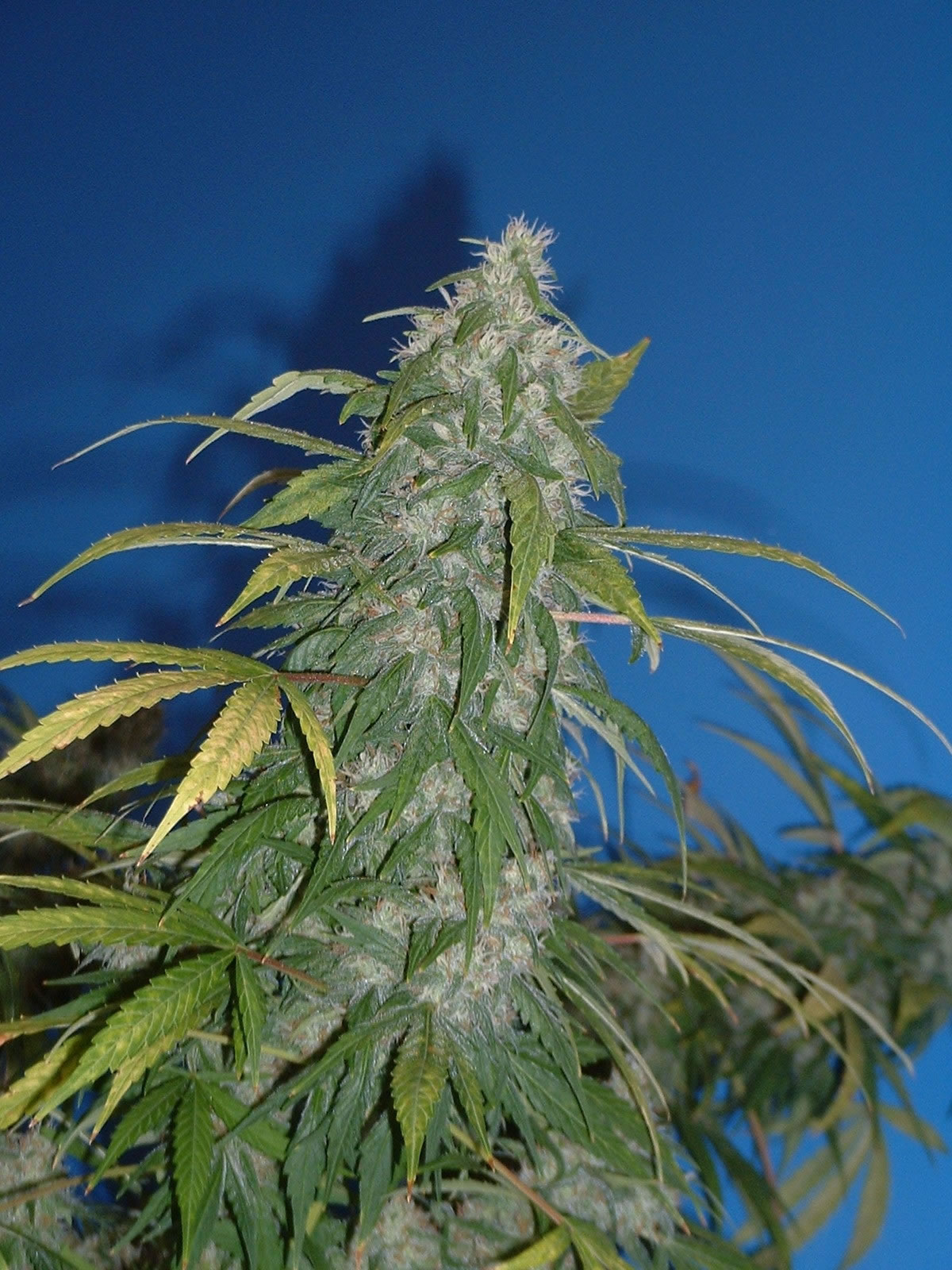 Marijuana Wallpaper And Cannabis