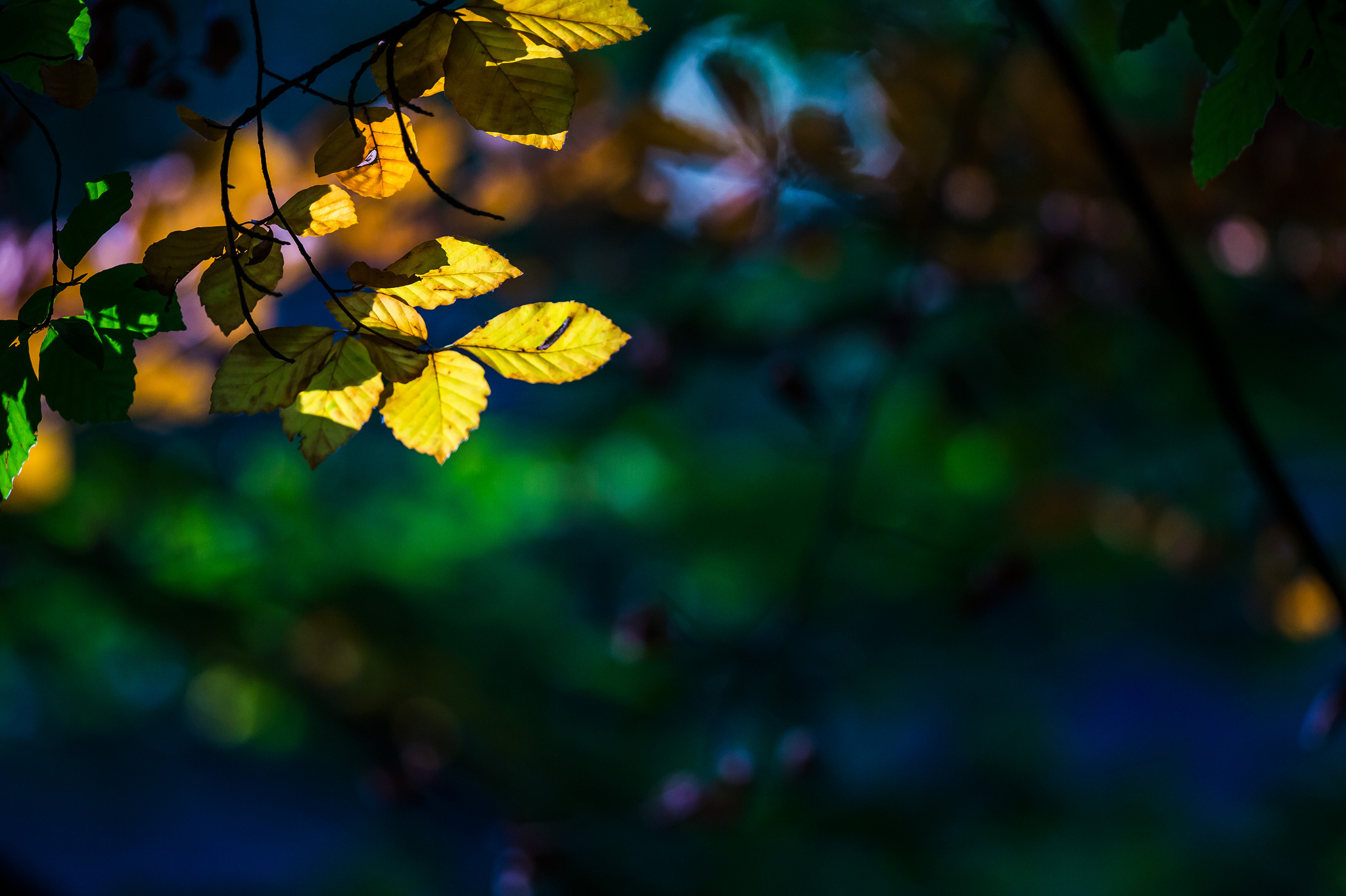 Tree Trees Leaves Leaf Yellow Wallpaper
