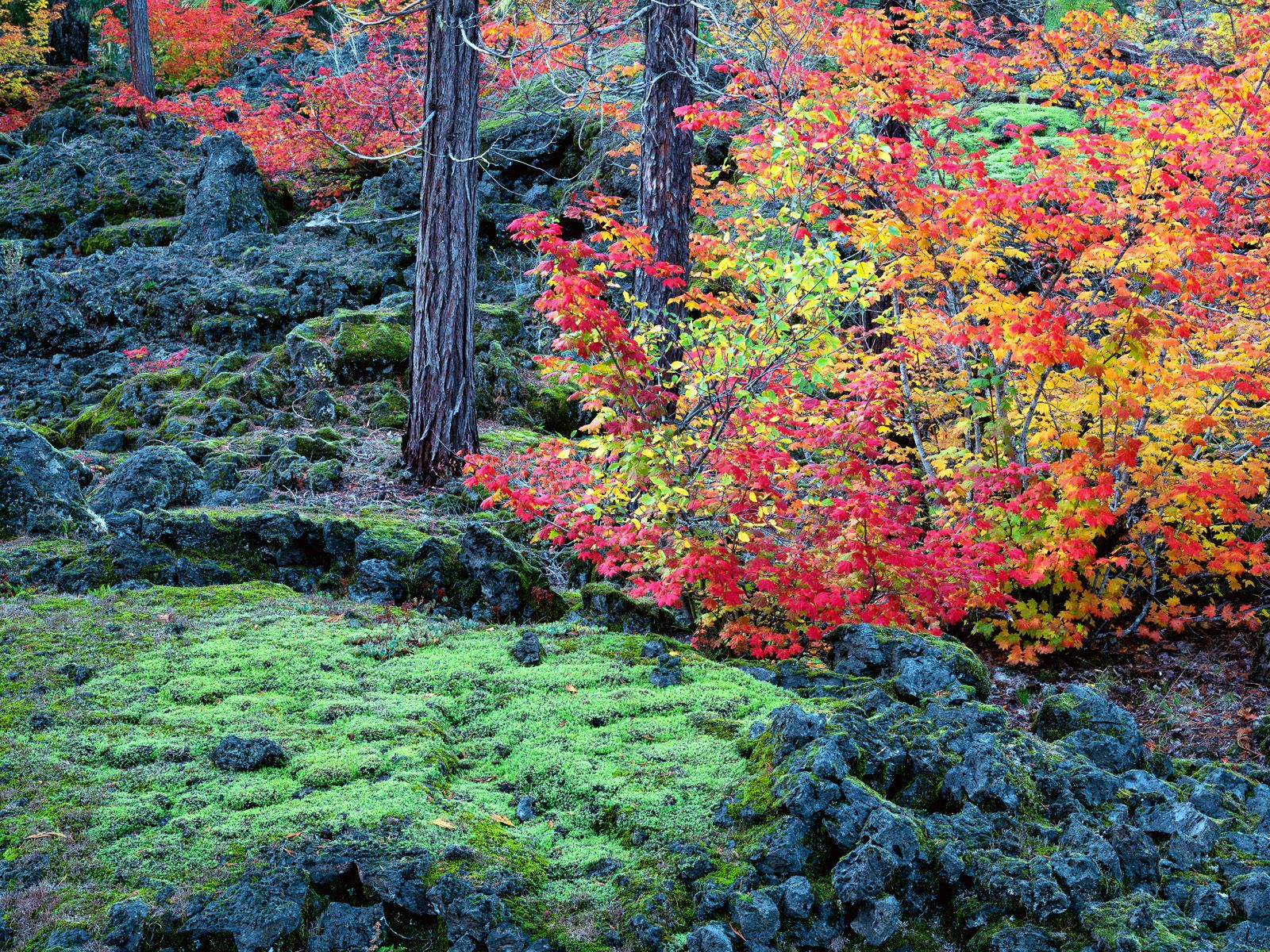 Mckenzie Lava Fields Willamette National Forest Oregon