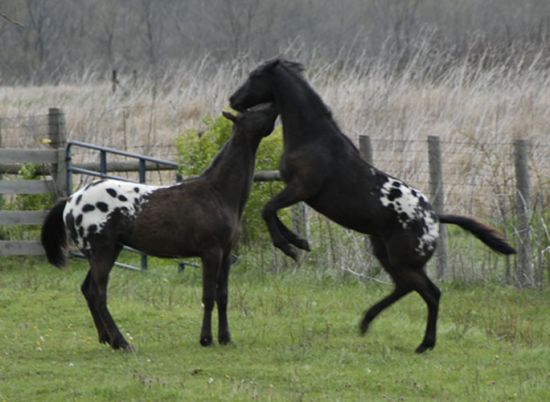 Horse Beautiful Black Appaloosa