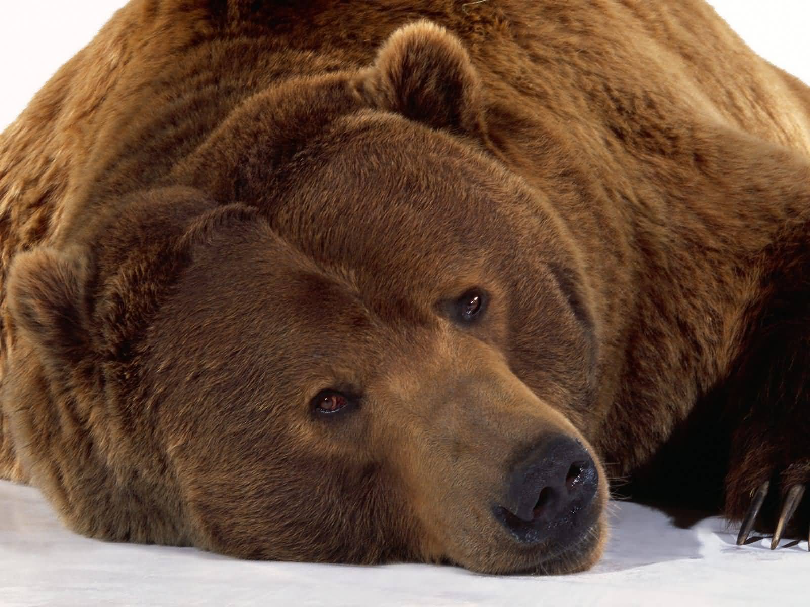 Picture Of Bears Cute Brown Bear HD Wallpaper Background Fun